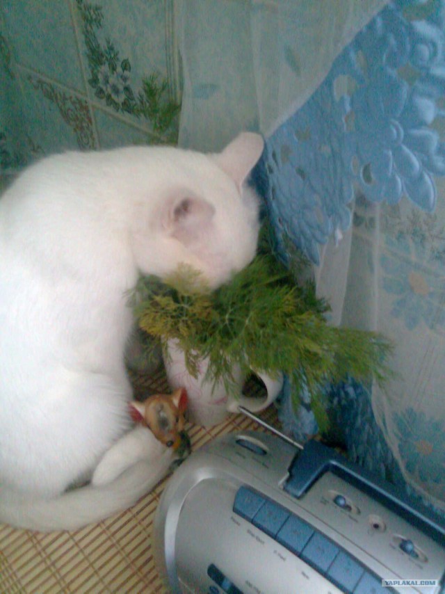 Котовторник стартует