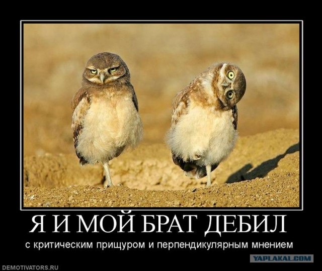 Сова да любовь
