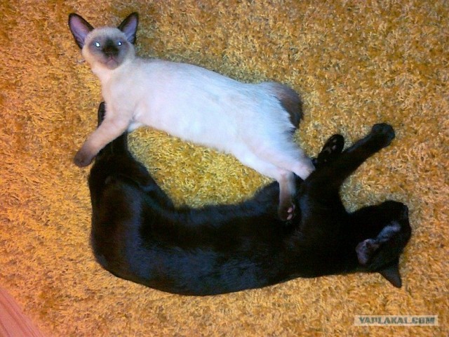 Супер-котофото на котовторник