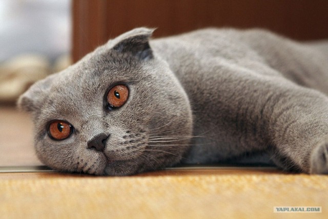 Коты до и после