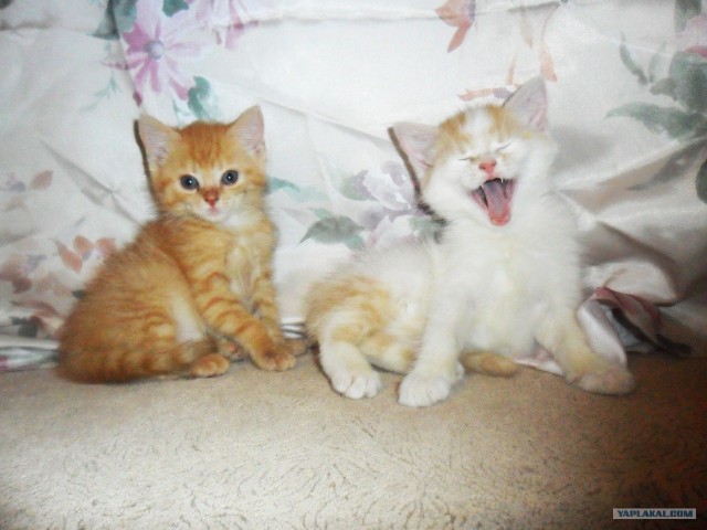 Котовторник (начало в супермаркете!)