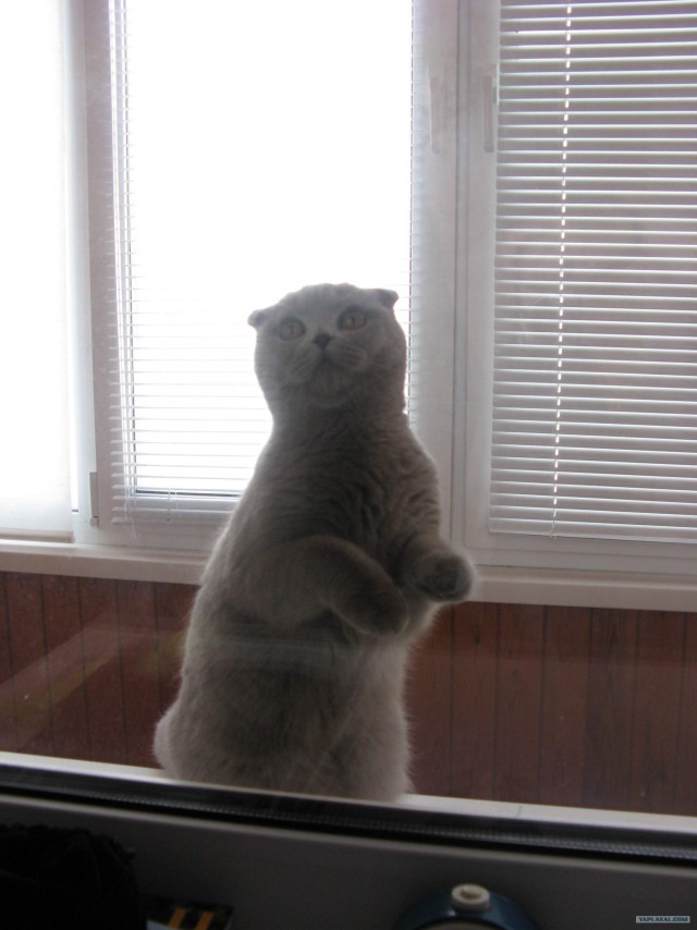 Котовторник (31.01.2012)