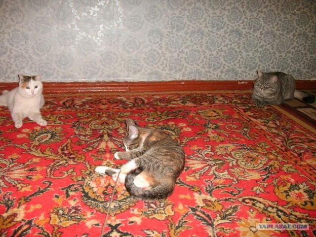 Котовторник (07.02.2012)