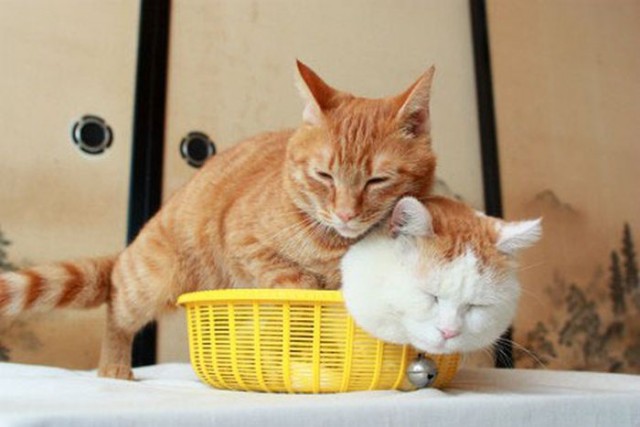 Котовторник (21.02.2012)