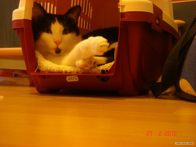 Котовторник 20.03.2012