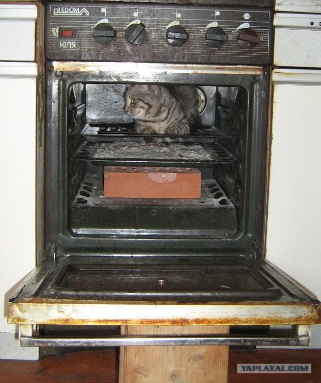 Котовторник 27.03.2012