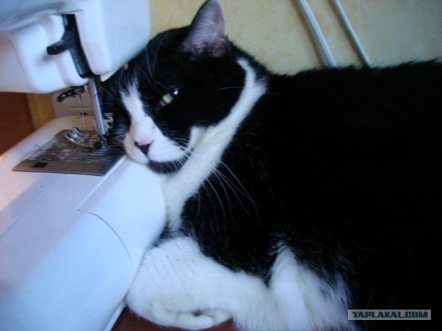 Котовторник  от 3.04.2012