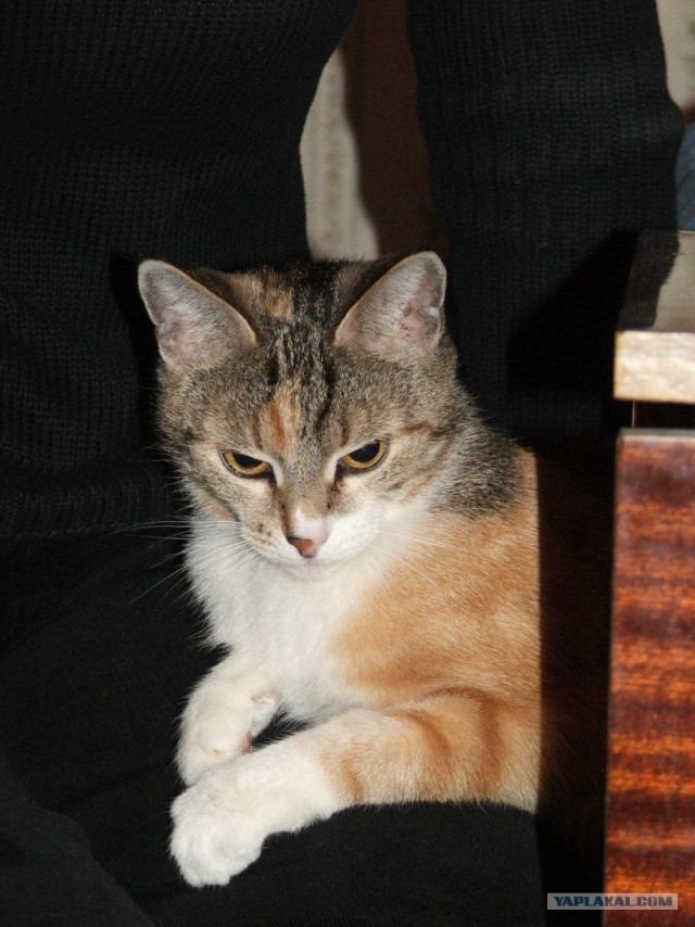 Котовторник 24.04.2012