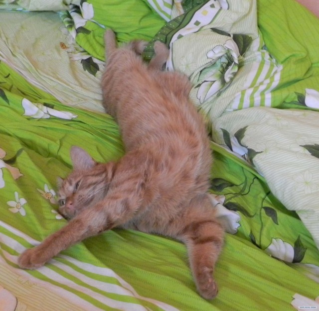 Котовторник 31.07.2012 г.