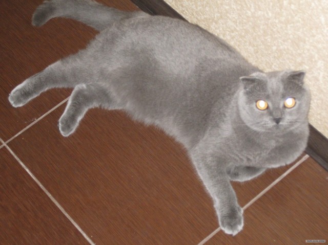 Котовторник  14.08.2012.