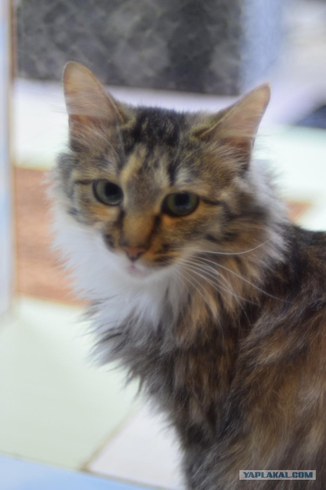 Котовторник 19.02.2019