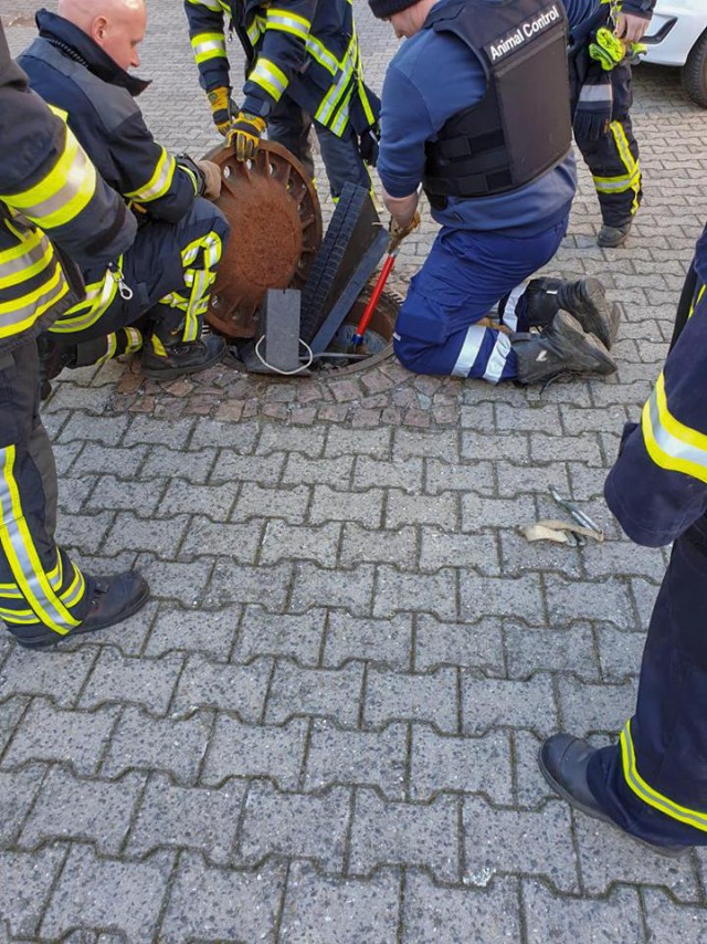 В Германии бригада пожарных спасла толстую крысу, застрявшую в канализационном люке