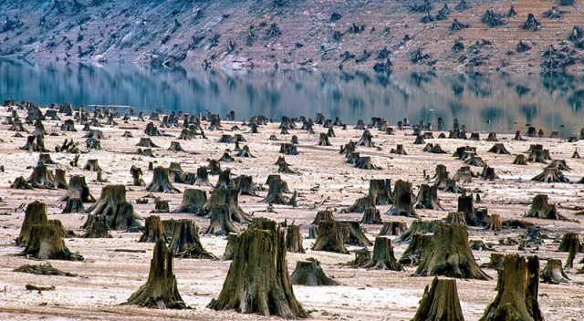 The New York Times: Китай сохраняет свои леса, вырубая Сибирь