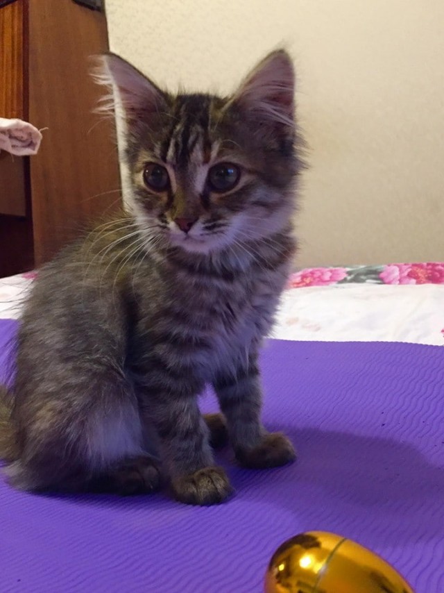 Забавные фото котеек