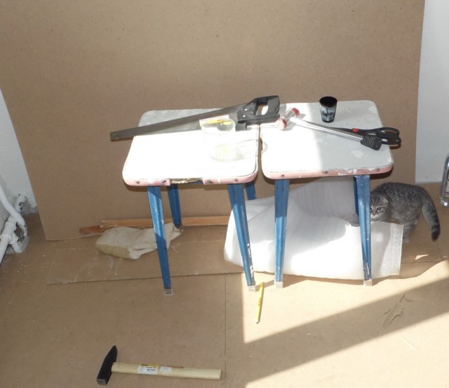 Девять причин, почему вам срочно надо завести кота