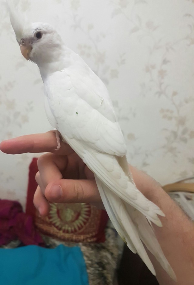 Живность из сети
