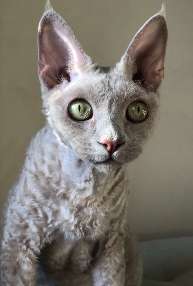 Котики