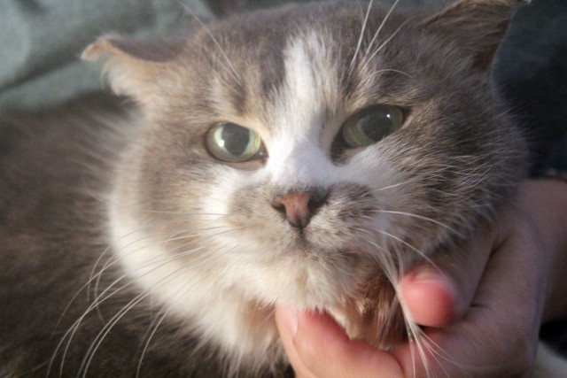 Котики