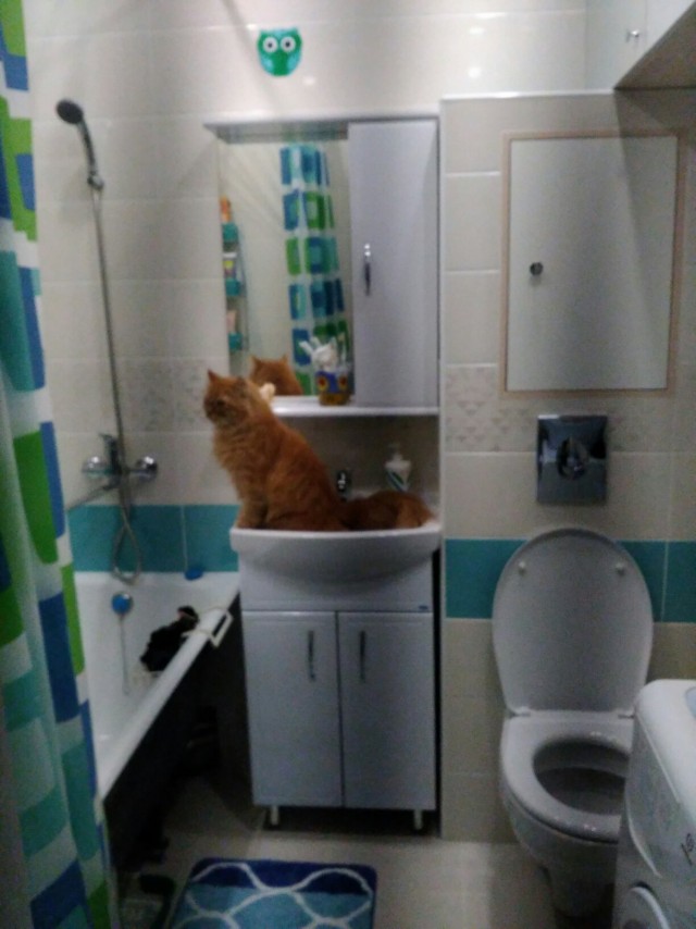 Котики
