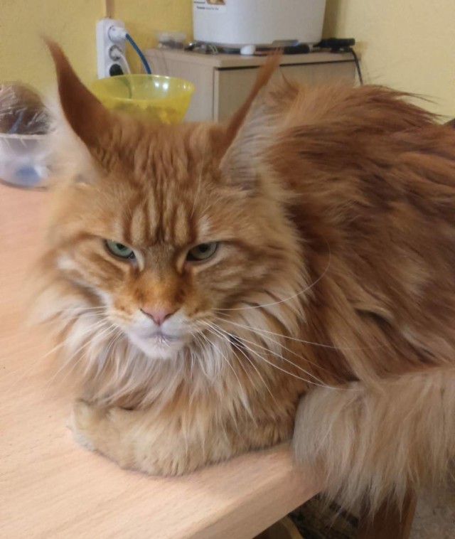 Коты, которые нас порадовали!