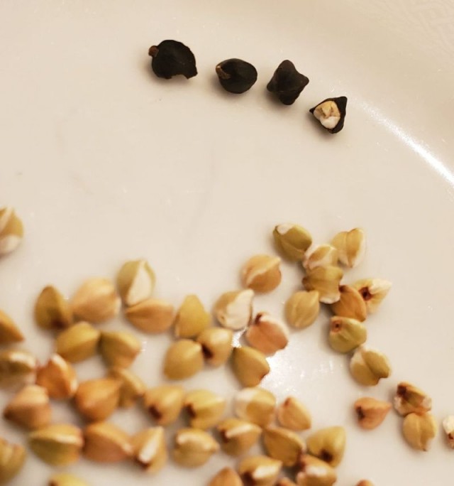 Зелёная гречка.Хлеб и каша. Безглютен.