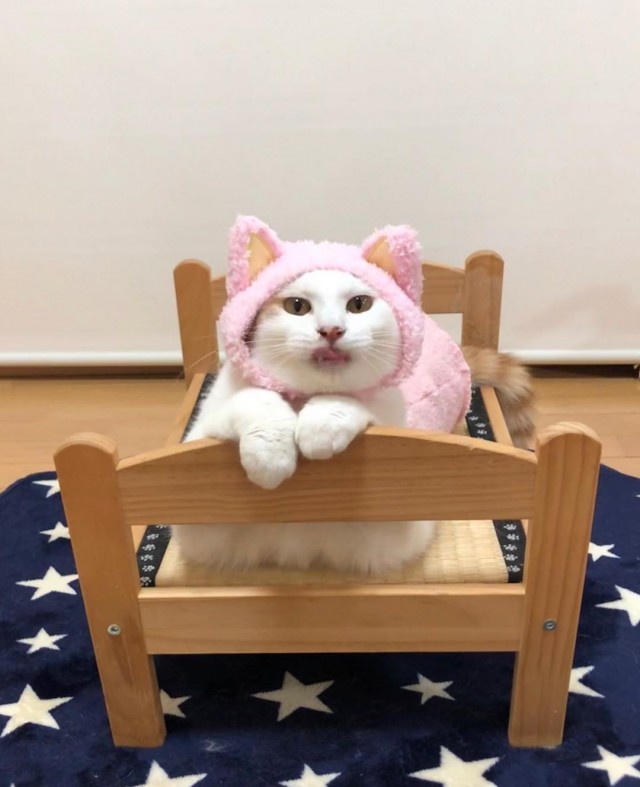 Эти забавные животные