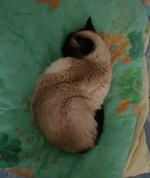 Коты, которые спят где попало и как попало