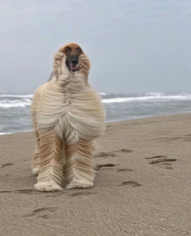 Эти забавные животные