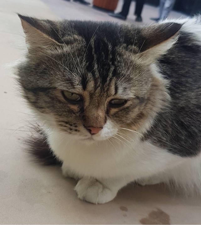 Коты они такие
