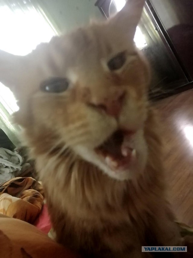 Котовторник. Добавляйте своих
