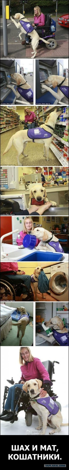 Шотландский вислоухий просится на обнимашки