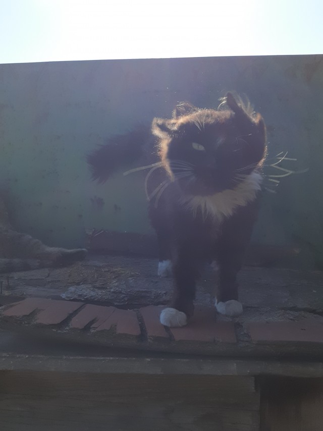 Кошка-старушка