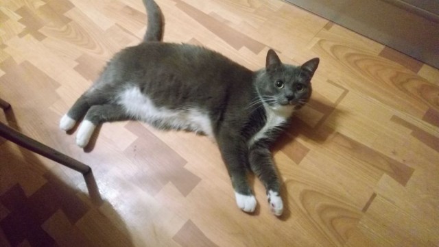 Котовторник. Поговорим о кличках, друзья