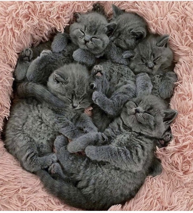 Котовторник (свои добавляем)