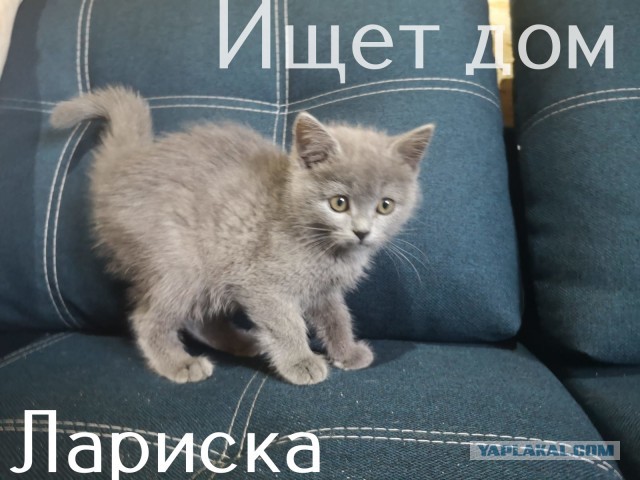 Жизнь домашнего приюта "Котоленд" 308