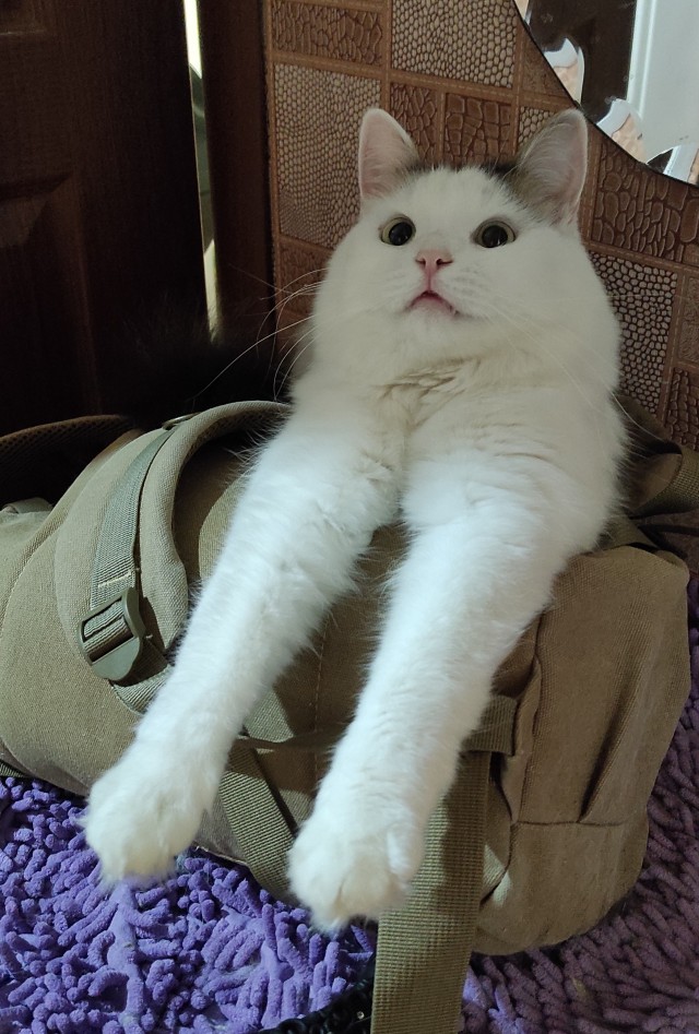 Процесс зевания котичка поэтапно: