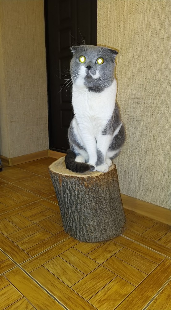 Испанка объясняет котику где точить когти -"Надо тут, а не там! Вот так!"