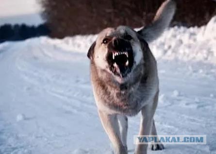Стая собак напала на 11-летнюю девочку в центре Рязани