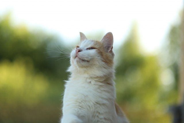 МИРУ - МИР ! Котикам - котовторник !