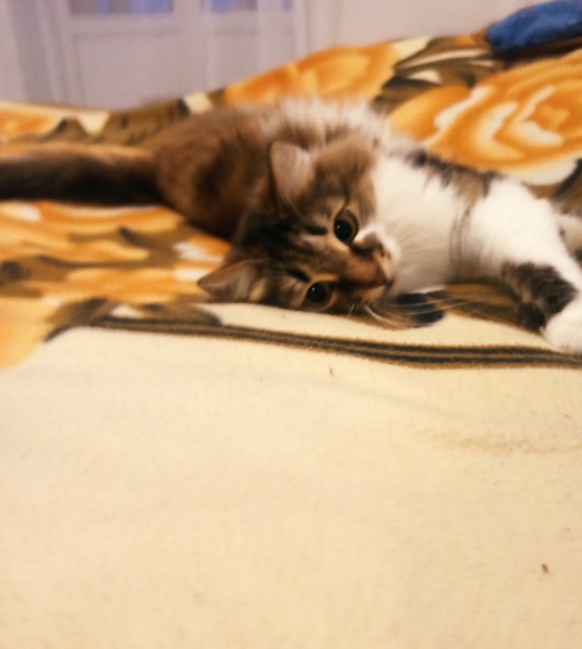 Котовторник - по расписанию!