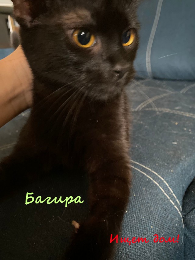 Жизнь домашнего приюта "Котоленд" 332