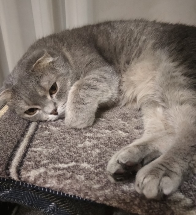 И снова день кошачий!