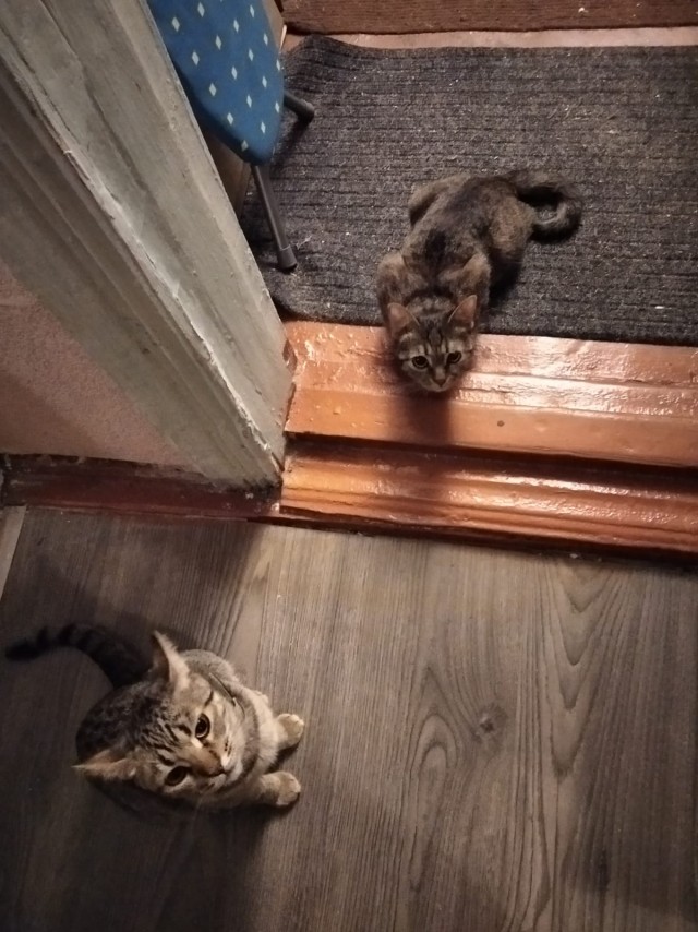 Жизнь домашнего приюта "Котоленд" 345