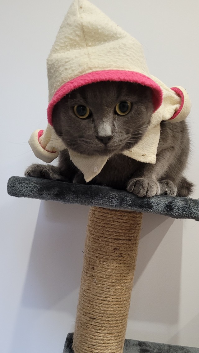 Вторник, сэр кот