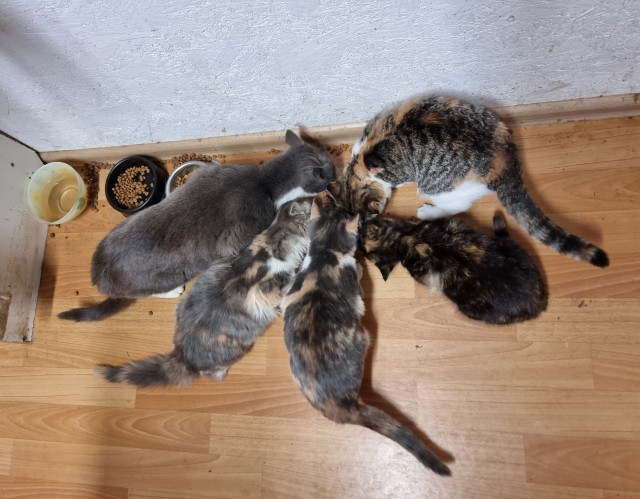 Вторник, сэр кот