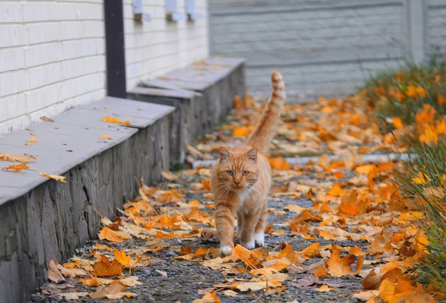 Вторник, ваши коты и кошки в студию