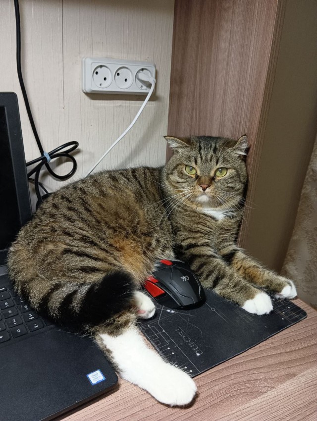 Вторник, ваши коты и кошки в студию