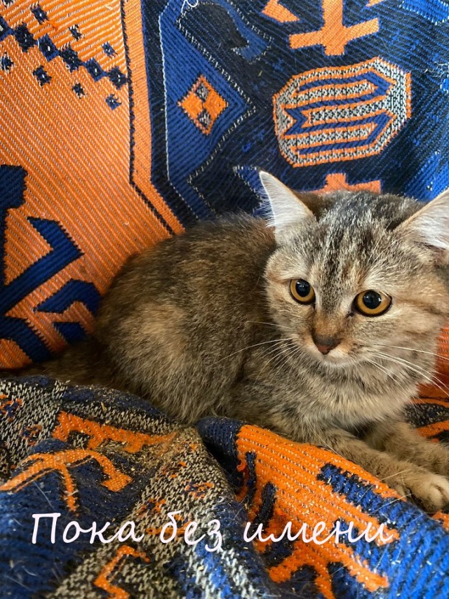 Жизнь домашнего приюта "Котоленд" 364