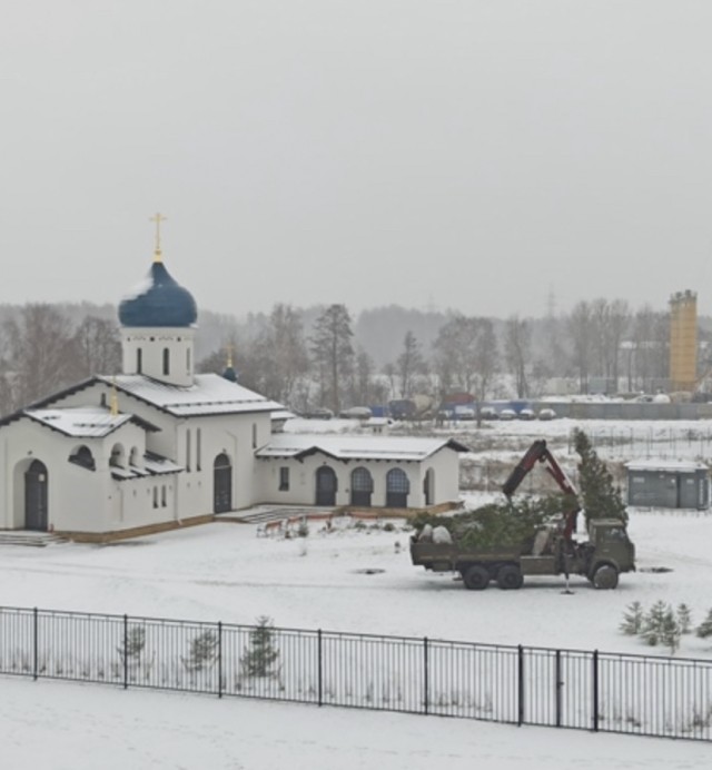 Борские чиновники украли голубую ель с участка пенсионера-инвалида и установили на площади⁠