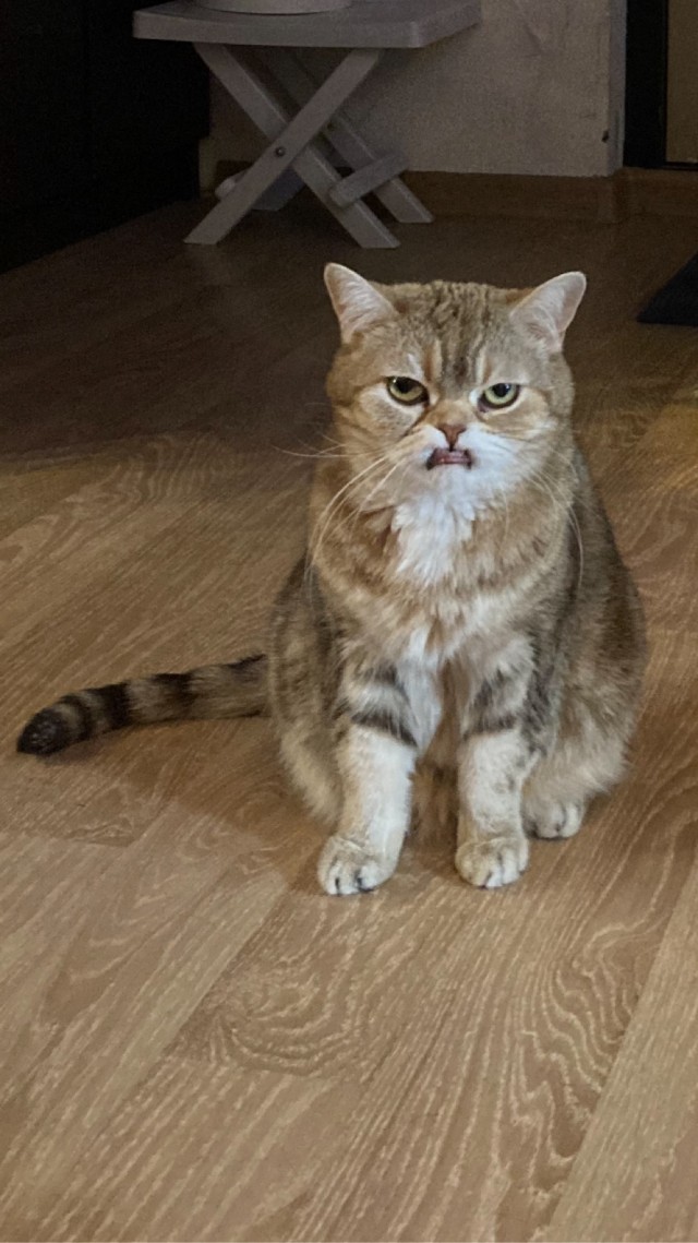 Коточетверг!